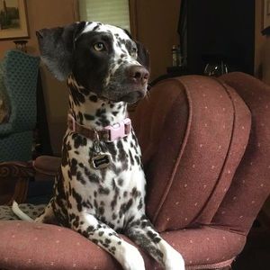 Meet your Posher, Nancy